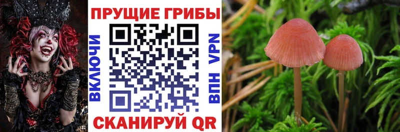 Галлюциногенные грибы Psilocybe  Томилино 